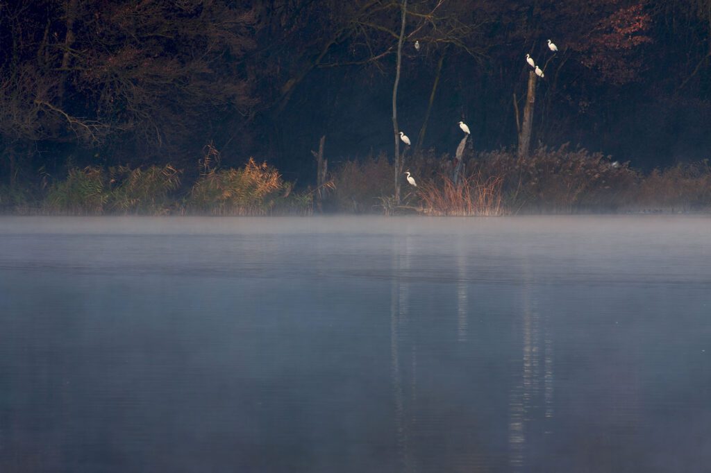La foto vincitrice della prima edizione del concorso fotografico “Un territorio da vivere - Avigliana, il suo Parco e la Collina Morenica”, autore Marco Millotti, titolo "Aironi sul Lago Grande"